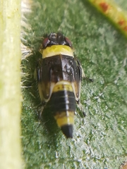 Eupterycyba jucunda
