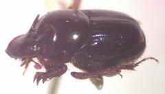 Onthophagus acuminatus