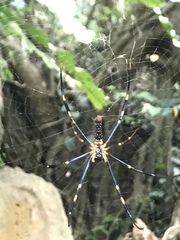 Nephila pilipes