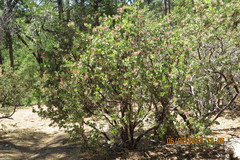 Arctostaphylos pringlei drupacea