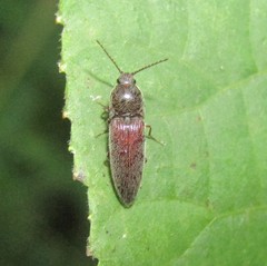 Melanotus americanus