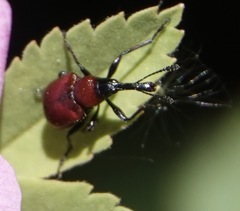 Merhynchites bicolor