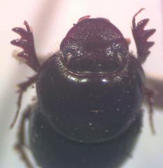 Onthophagus acuminatus