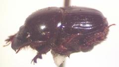Onthophagus acuminatus