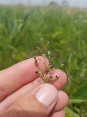 Dichanthelium leibergii