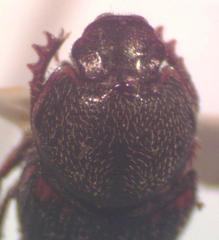 Onthophagus landolti