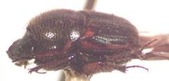 Onthophagus landolti