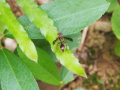 Ropalidia hongkongensis