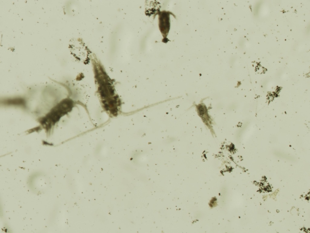 Aglaodiaptomus