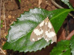 Nyctemera carissima