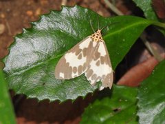 Nyctemera carissima