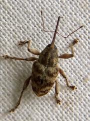 Curculio venosus