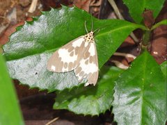 Nyctemera carissima