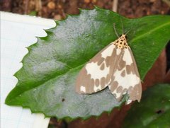 Nyctemera carissima