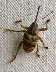 Curculio venosus
