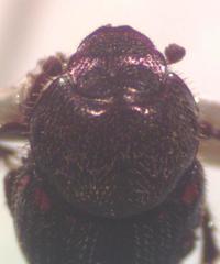 Onthophagus landolti