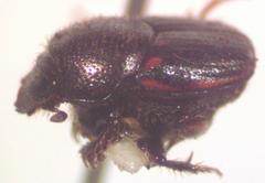 Onthophagus landolti