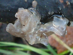 Exidia novozealandica