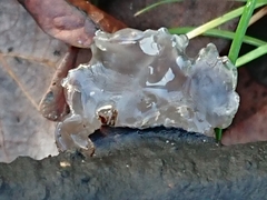 Exidia novozealandica