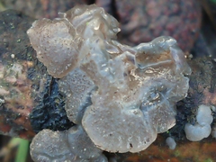 Exidia novozealandica