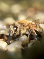 Apis mellifera