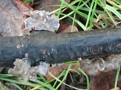 Exidia novozealandica