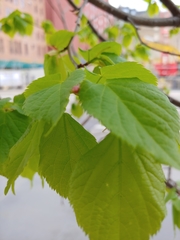 Tracheophyta