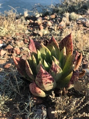 Dudleya ingens