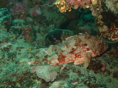 Scorpaena notata