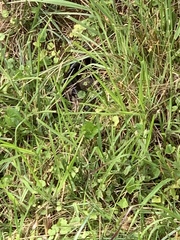Nerodia sipedon