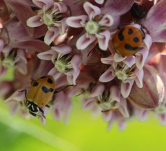 Hippodamia glacialis