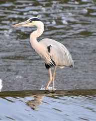 Ardea cinerea