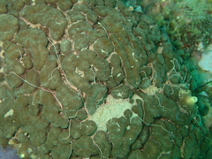 Cliona viridis
