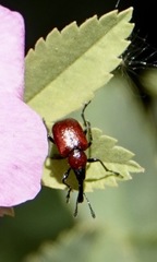 Merhynchites bicolor