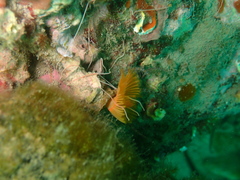 Serpula vermicularis