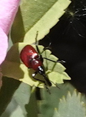 Merhynchites bicolor