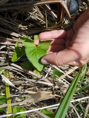 Hasteola suaveolens