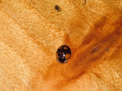 Adalia bipunctata