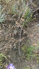 Festuca microstachys