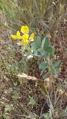Thermopsis