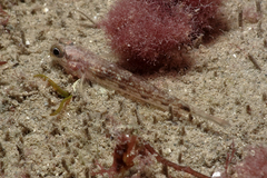 Acentrogobius pflaumii