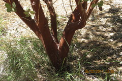 Arctostaphylos pringlei drupacea