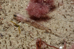 Acentrogobius pflaumii