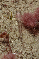 Acentrogobius pflaumii