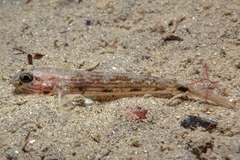 Acentrogobius pflaumii