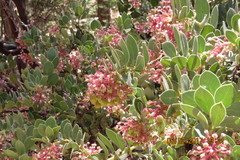 Arctostaphylos pringlei drupacea