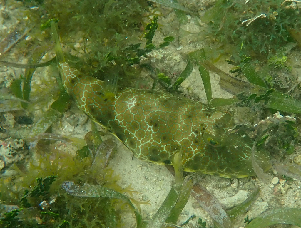 Puffer (Sphoeroides nephelus) — Tetraodontidae