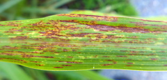 Puccinia nakanishikii