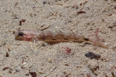 Acentrogobius pflaumii