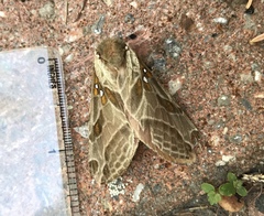 Sthenopis argenteomaculatus